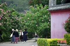 四川成都：芙蓉花扮靓红墙黛瓦 市民打卡古风古韵景观